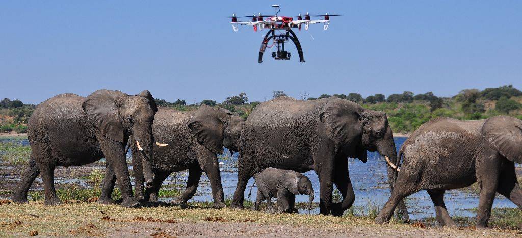 Drone fotografiando elefantes
